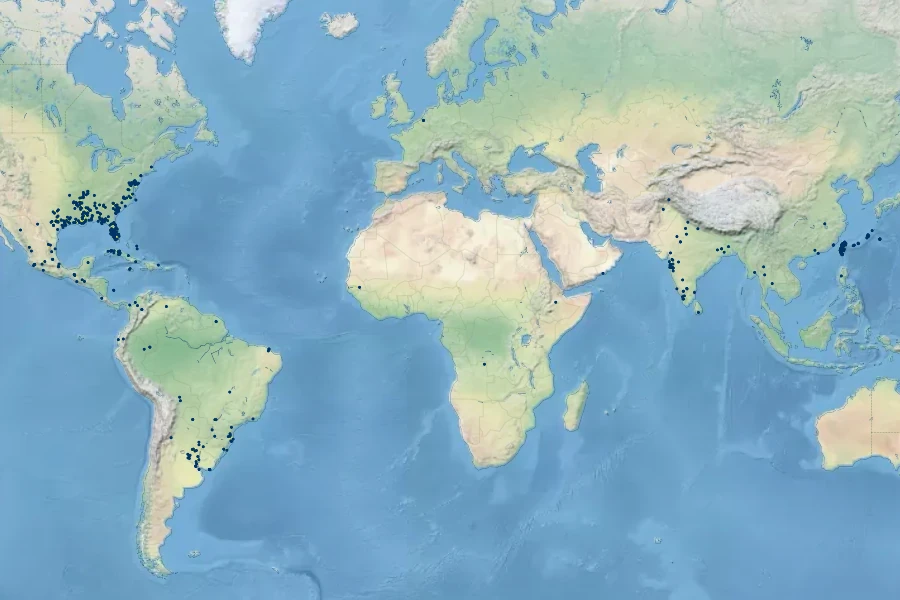 Persicaria glabra Native Range