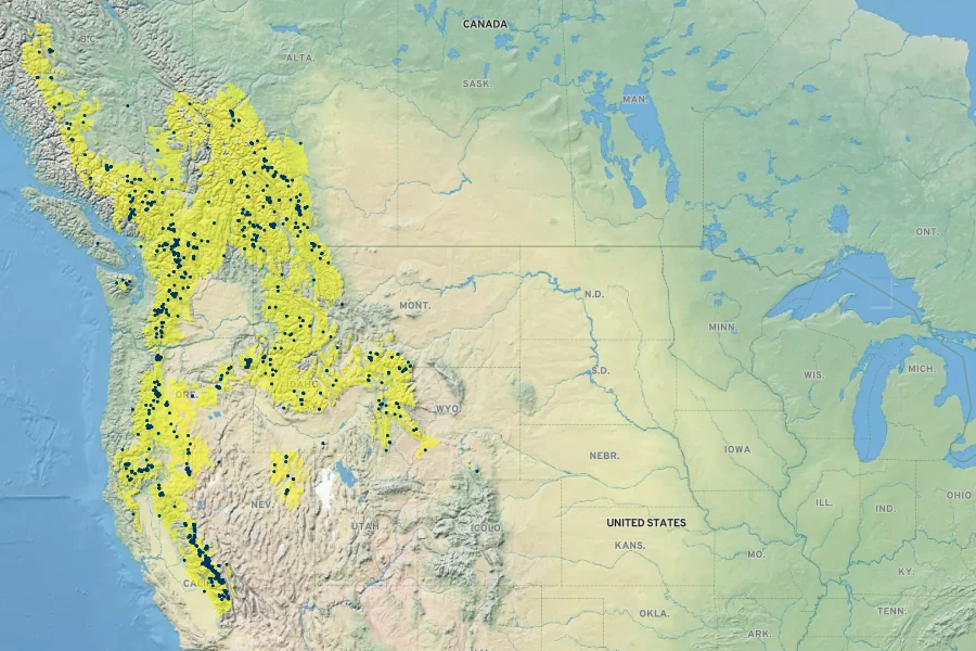 Pinus albicaulis Native Range