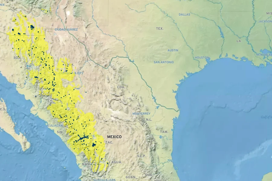 Pinus engelmannii Native Range