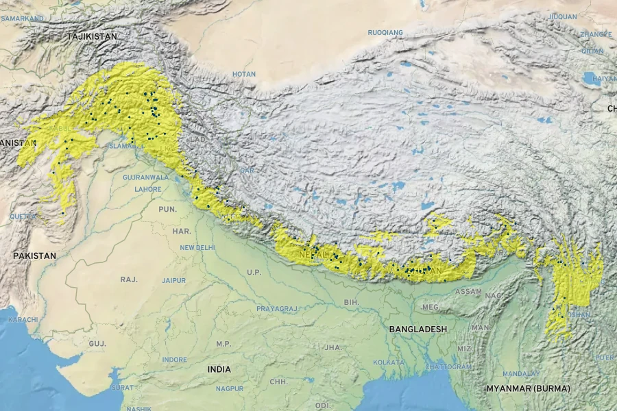 Pinus wallichiana Native Range