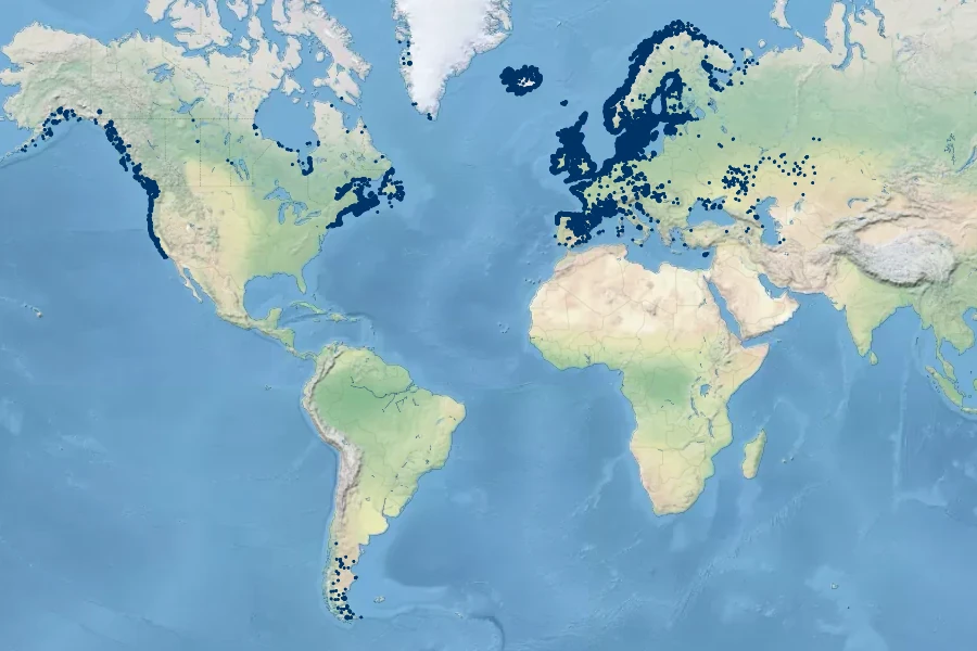 Plantago maritima Native Range