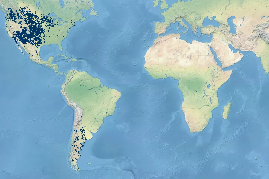 Plantago patagonica Native Range