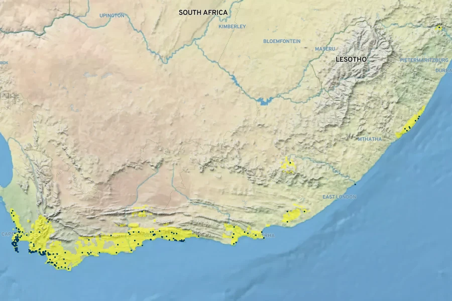 Plecostachys serpyllifolia Native Range