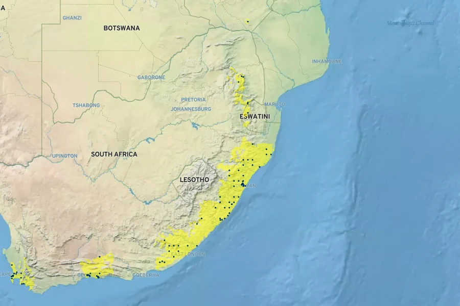Plectranthus ciliatus Native Range