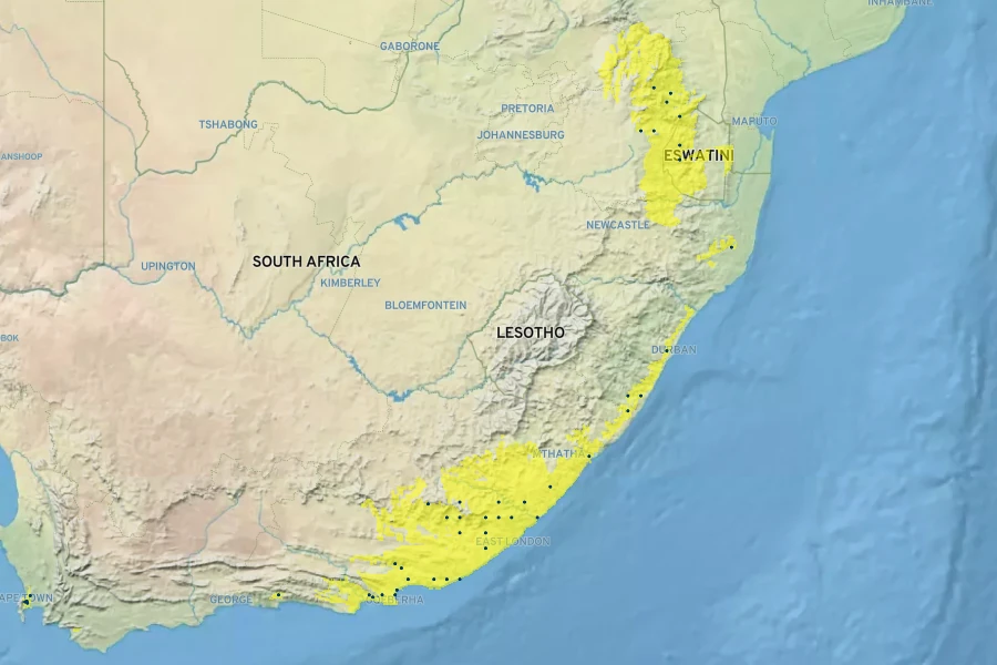 Plectranthus madagascariensis Native Range