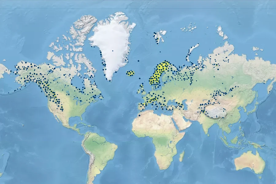 Poa alpina Native Range