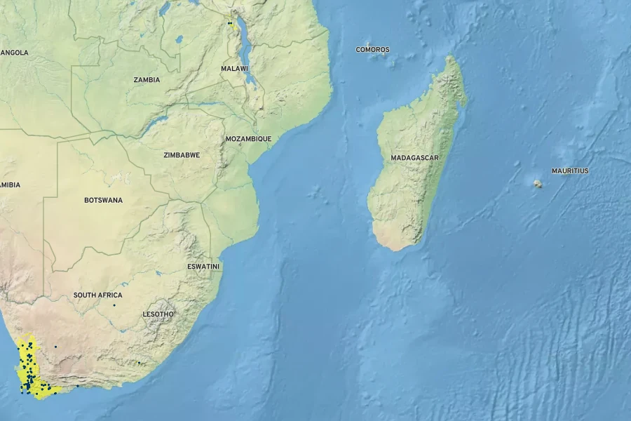 Podocarpus elongatus Native Range