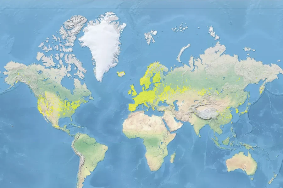 Polygonum aviculare Native Range