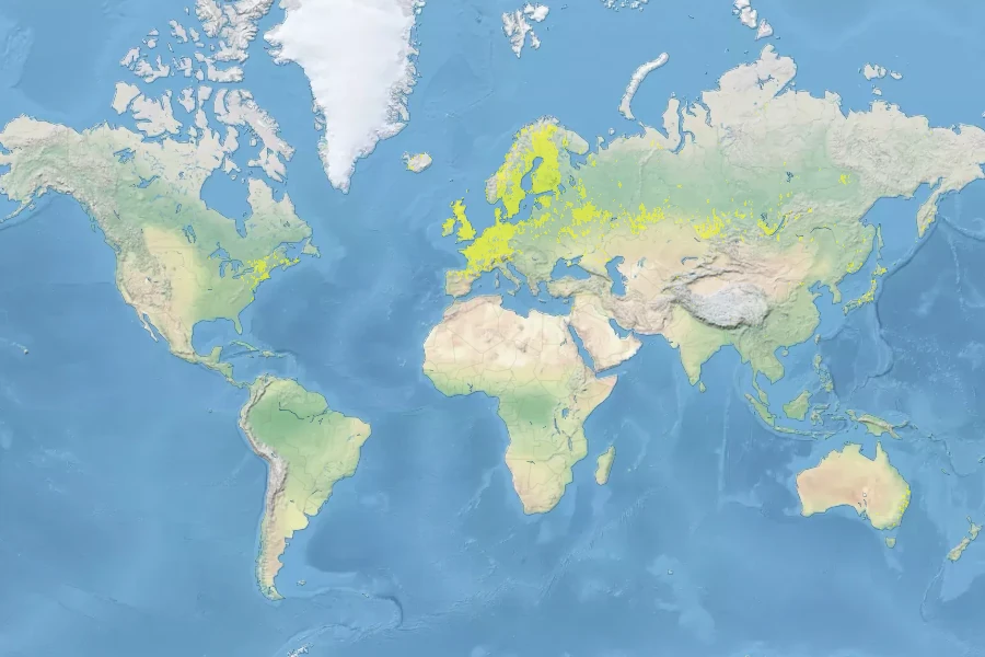 Potamogeton perfoliatus Native Range