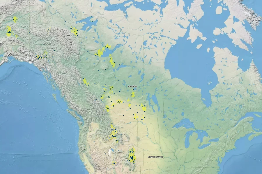 Primula incana Native Range