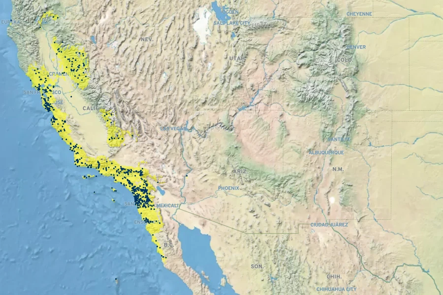 Pseudognaphalium beneolens Native Range