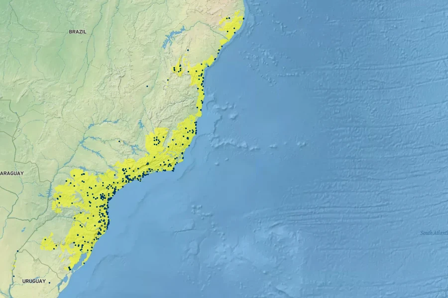 Psidium cattleianum Native Range