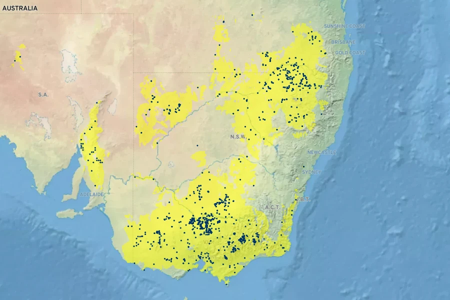 Pycnosorus globosus Native Range
