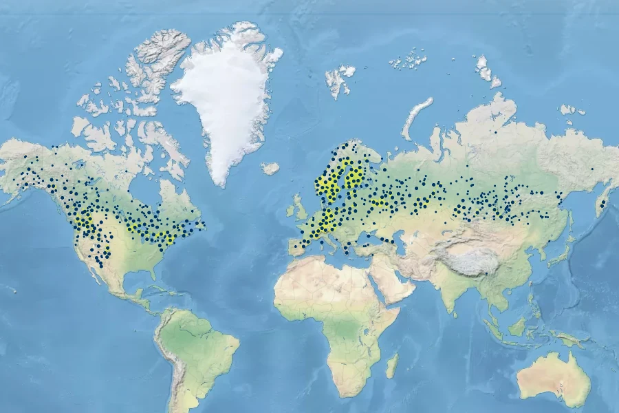 Pyrola chlorantha Native Range