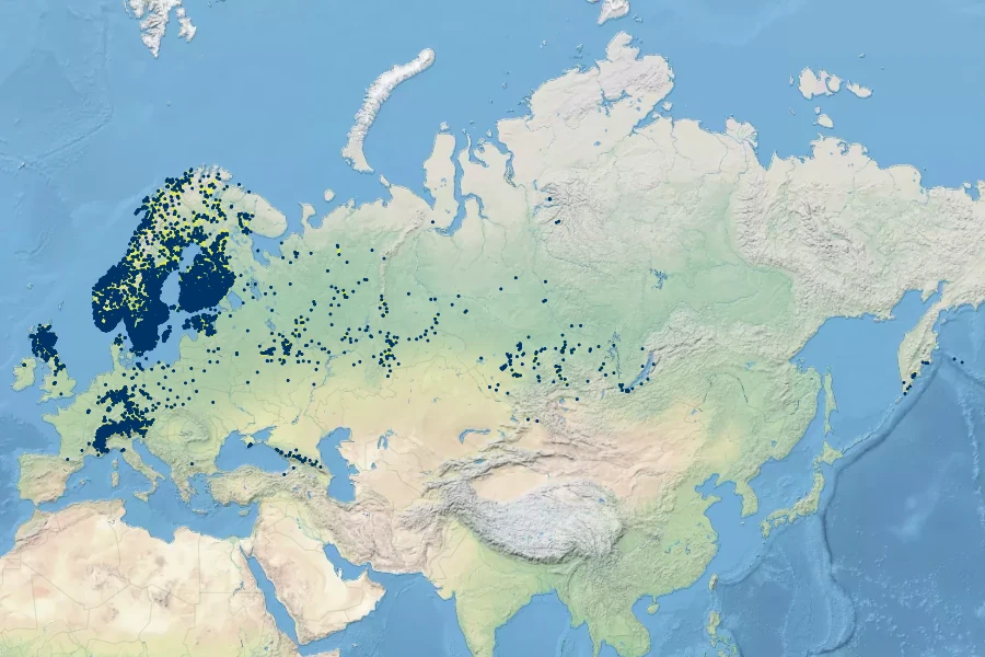Pyrola media Native Range