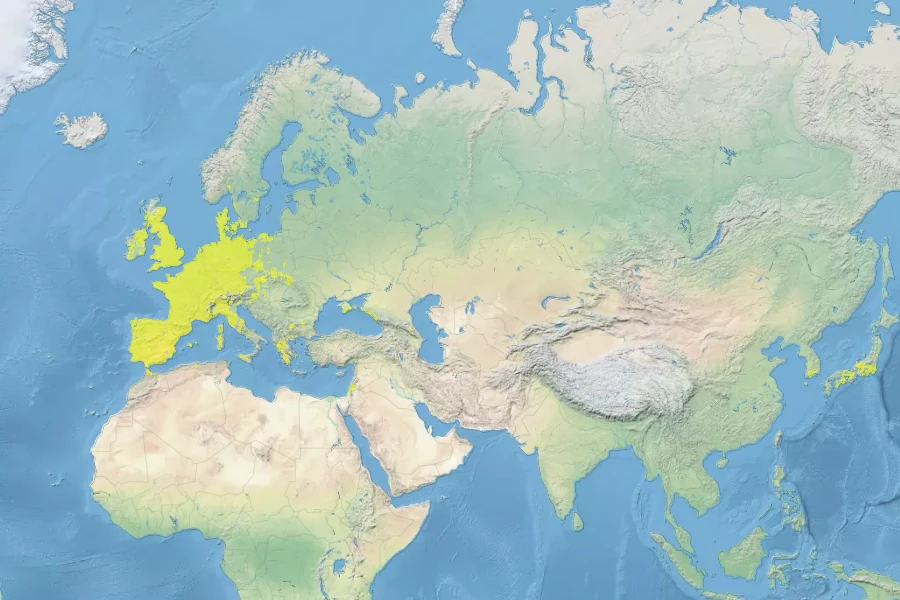Rumex conglomeratus Native Range