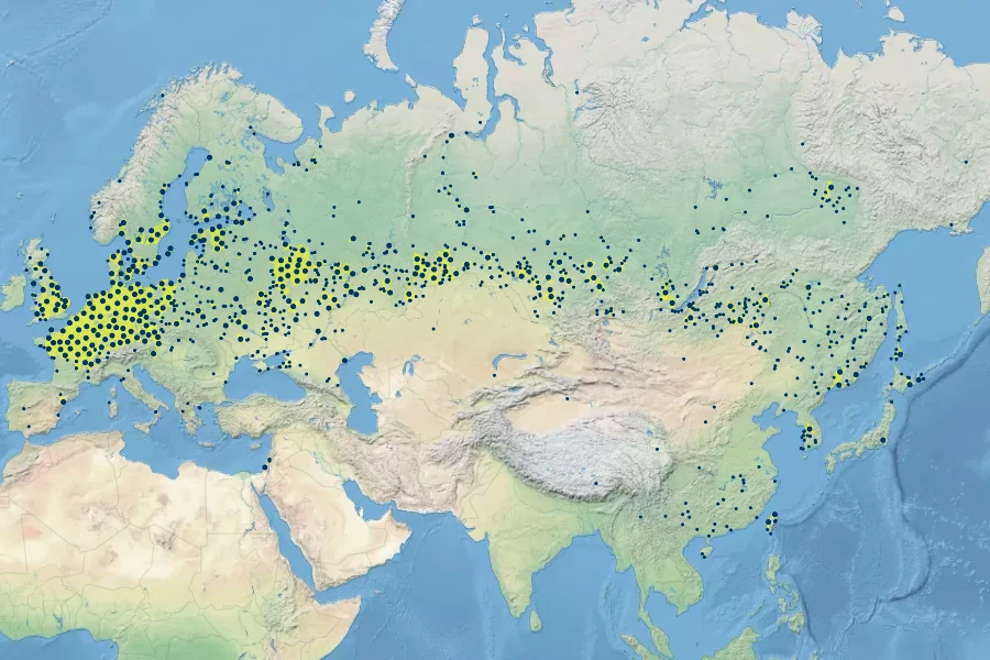 Rumex maritimus Native Range