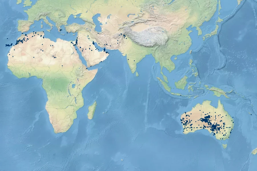 Rumex vesicarius Native Range