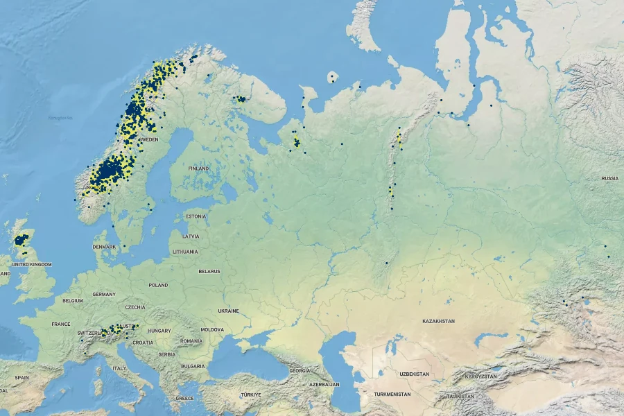 Salix arbuscula Native Range