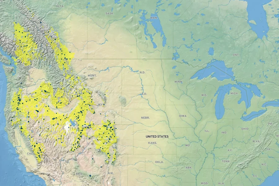 Salix boothii Native Range