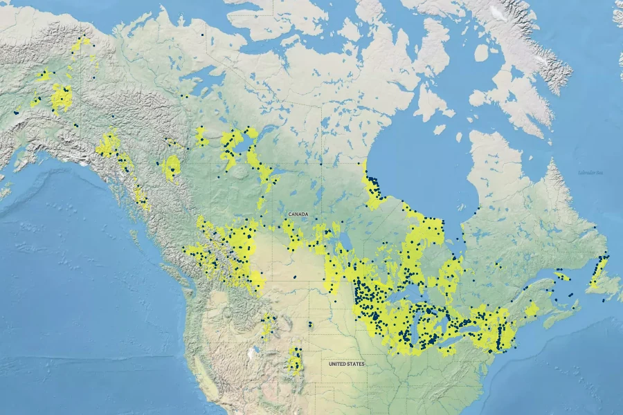 Salix candida Native Range