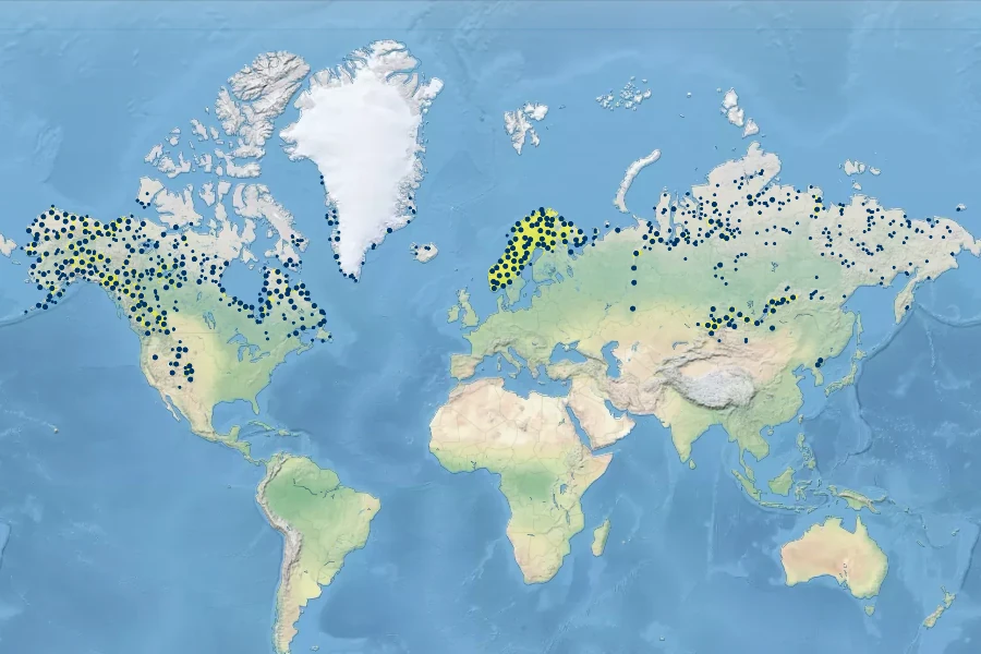 Salix glauca Native Range