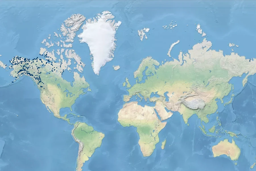 Salix niphoclada Native Range