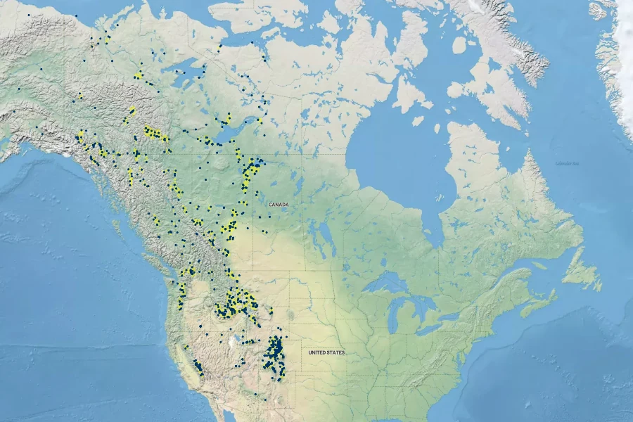 Salix planifolia Native Range