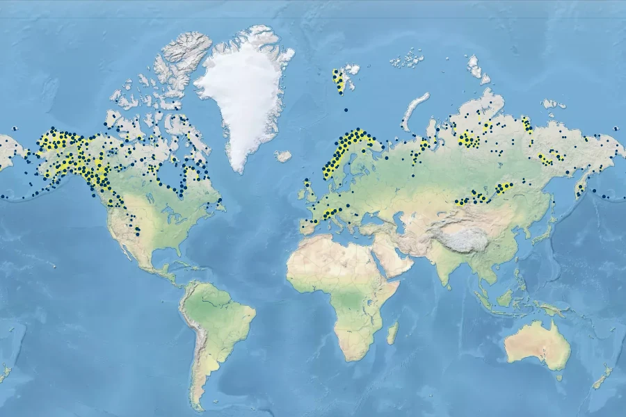 Salix reticulata Native Range
