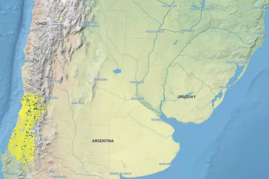 Salpiglossis sinuata Native Range