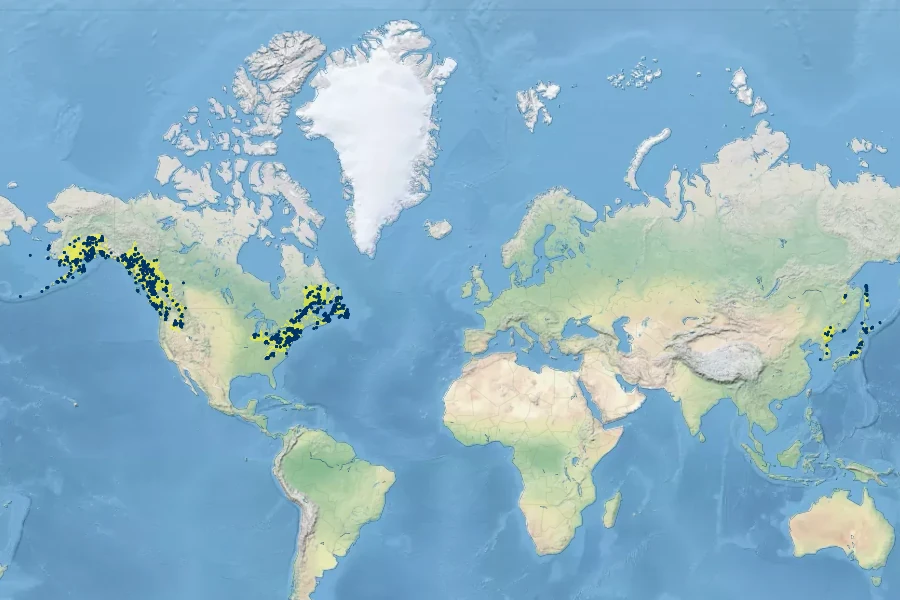Sanguisorba canadensis Native Range