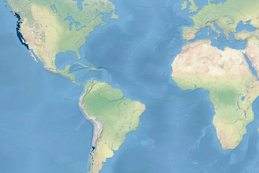 Sanicula crassicaulis Native Range