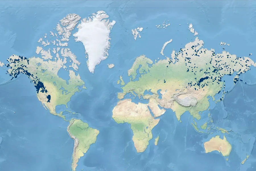 Saxifraga bronchialis Native Range