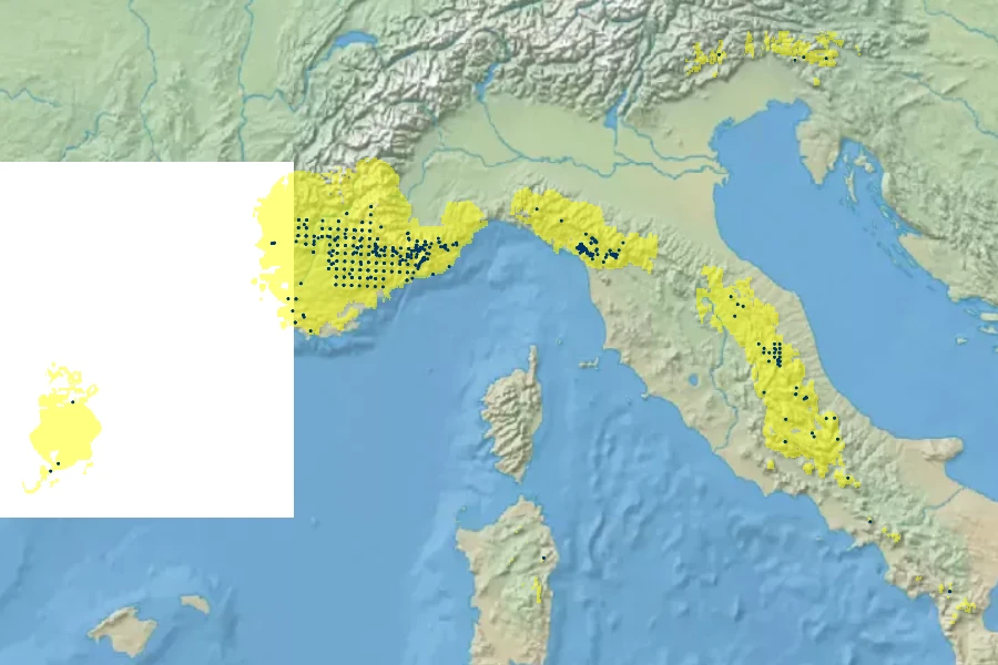 Saxifraga callosa Native Range