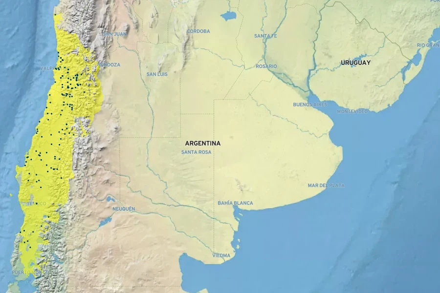 Schizanthus pinnatus Native Range