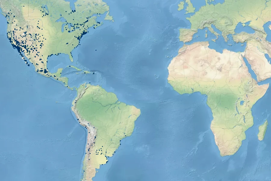 Schoenoplectus americanus Native Range