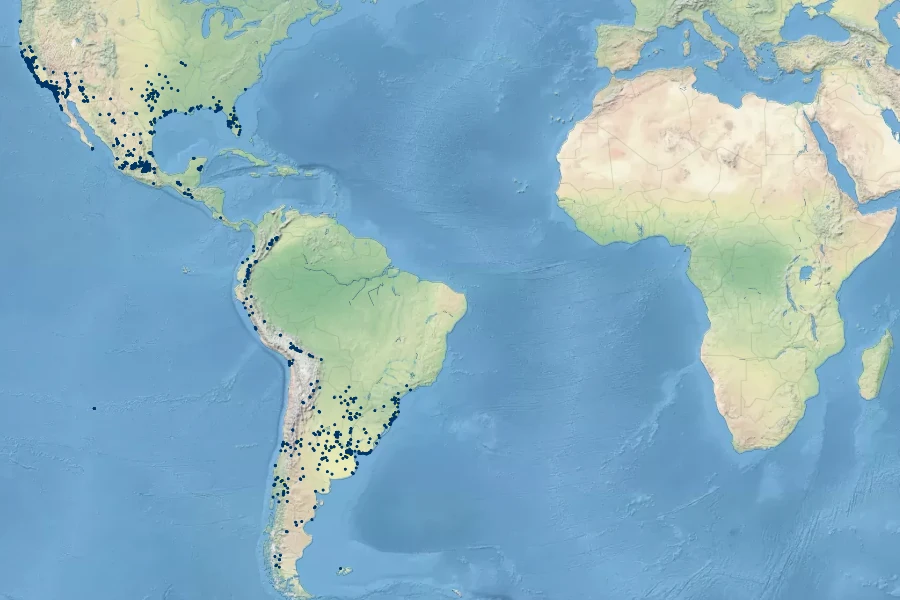 Schoenoplectus californicus Native Range