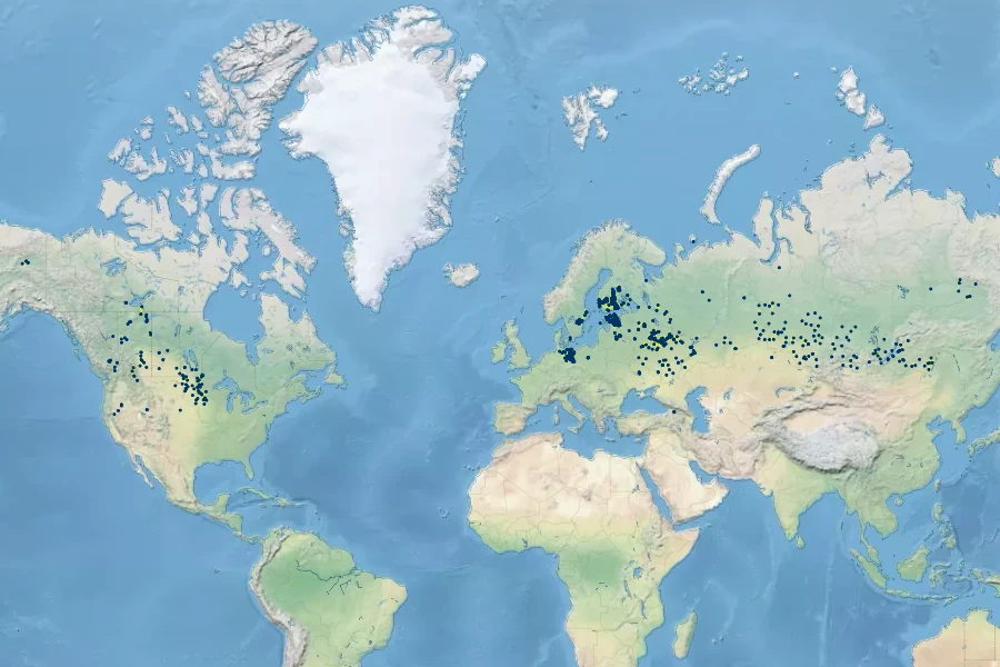 Scolochloa festucacea Native Range