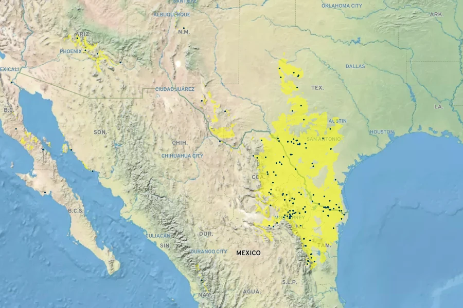 Senegalia wrightii Native Range