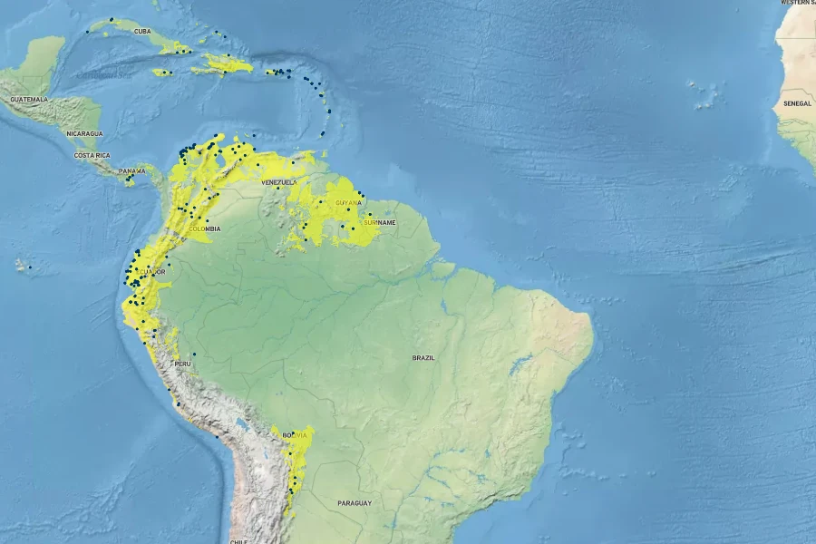 Senna bicapsularis Native Range