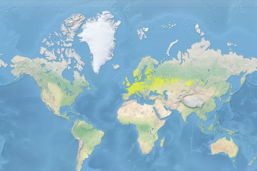 Silene latifolia subsp. alba Native Range