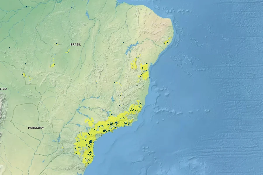Solanum megalochiton Native Range