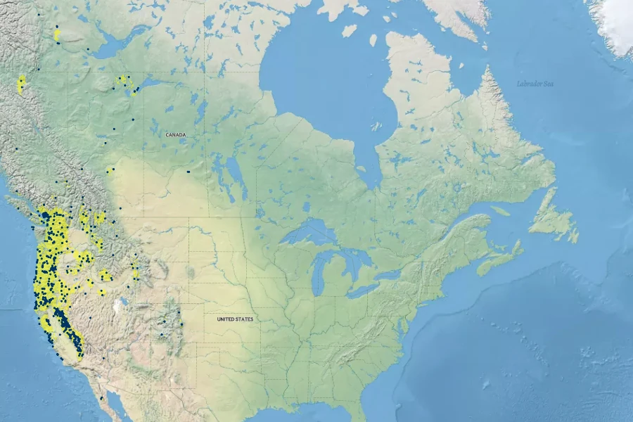 Solidago elongata Native Range