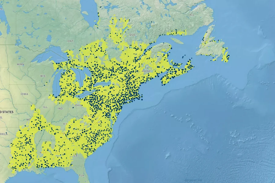 Solidago rugosa Native Range