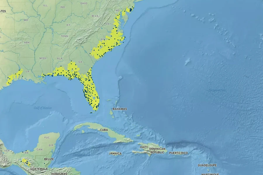 Solidago stricta Native Range