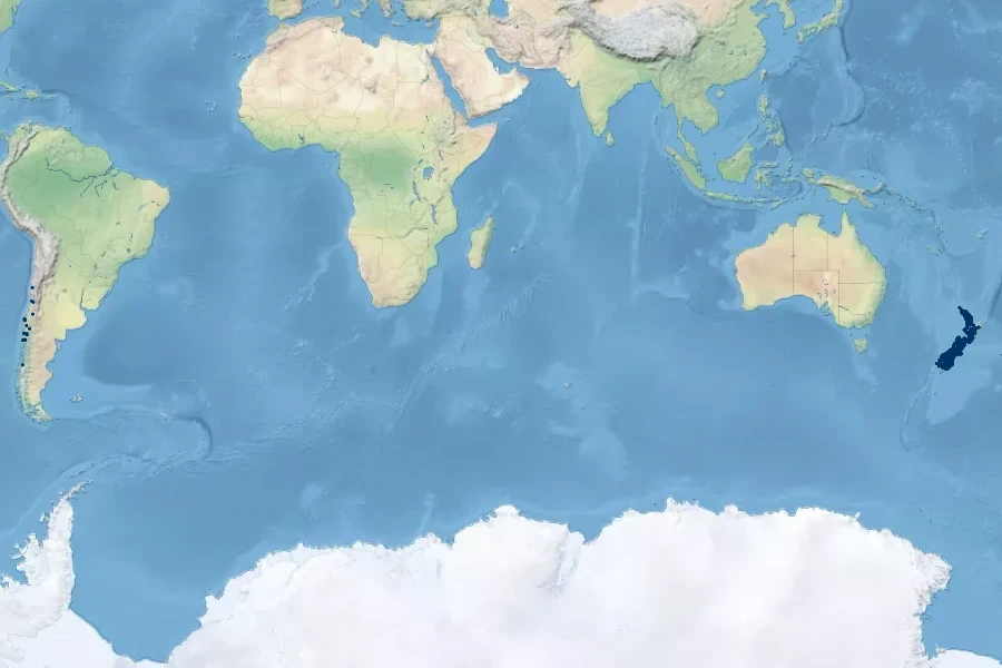 Sophora microphylla Native Range