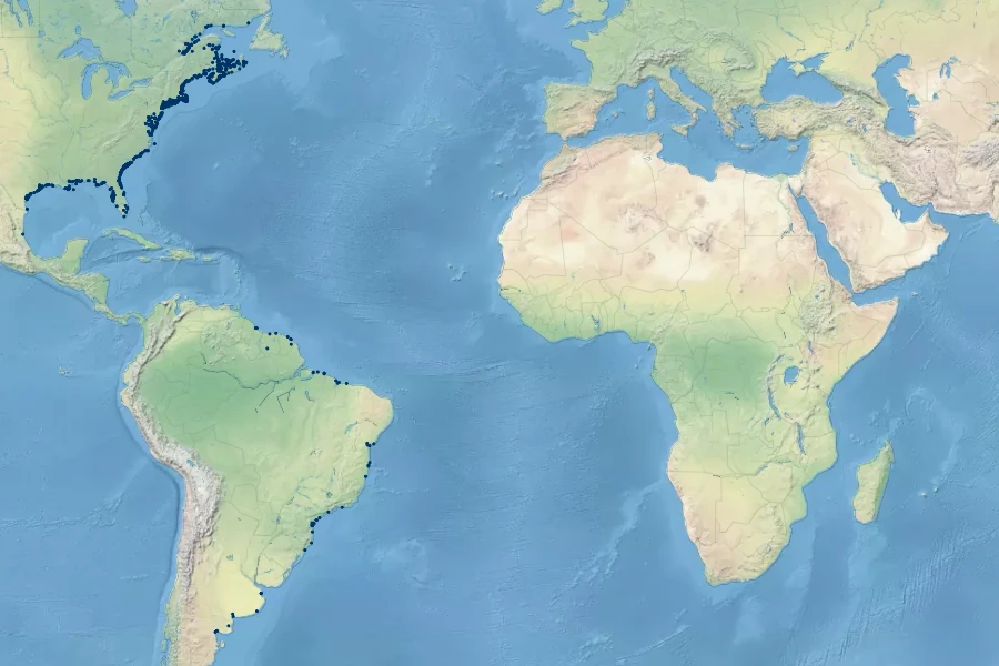 Sporobolus alterniflorus Native Range