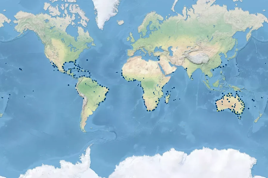 Sporobolus virginicus Native Range