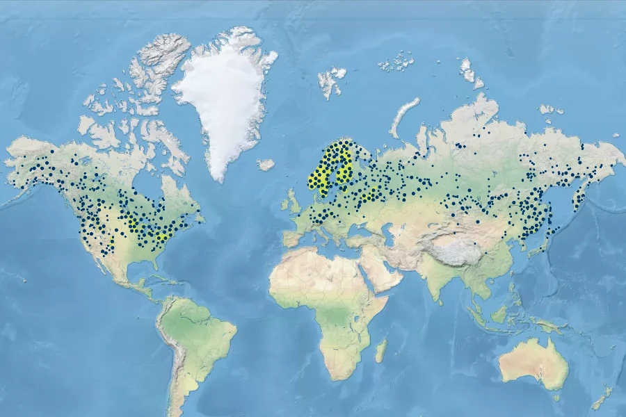 Stellaria longifolia Native Range