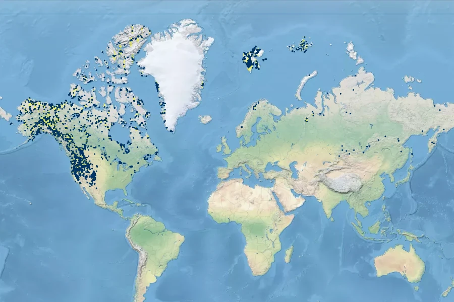 Stellaria longipes Native Range